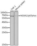NCF2 Antibody in Western Blot (WB)