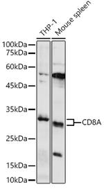 CD8 Antibody in Western Blot (WB)