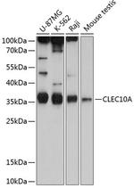 CD301 Polyclonal Antibody