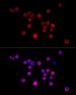Nestin Polyclonal Antibody