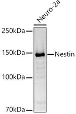 Nestin Antibody in Western Blot (WB)