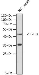 VEGFD Polyclonal Antibody