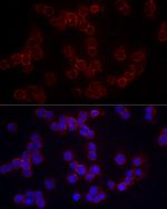 CD86 Polyclonal Antibody
