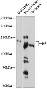 Hairless Polyclonal Antibody