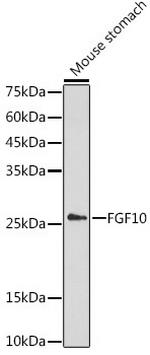 FGF10 Polyclonal Antibody