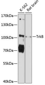 TrkB Polyclonal Antibody