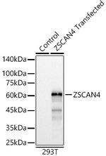 ZSCAN4 Polyclonal Antibody