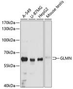 GLMN Polyclonal Antibody