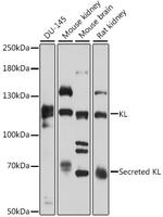 Klotho Antibody in Western Blot (WB)