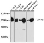 MYH10 Polyclonal Antibody