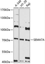 SEMA7A Polyclonal Antibody