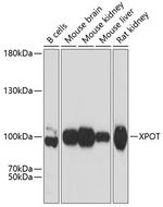 XPOT Polyclonal Antibody