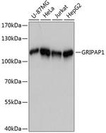 GRASP1 Antibody in Western Blot (WB)