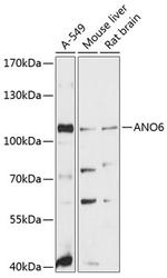 ANO6 Antibody in Western Blot (WB)