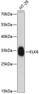 Kallikrein 6 Polyclonal Antibody