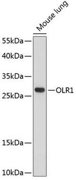 LOX-1 Polyclonal Antibody