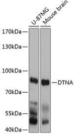 DTNA Polyclonal Antibody