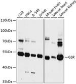 GSR Polyclonal Antibody