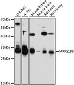 MRPS18B Polyclonal Antibody