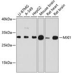 MXI1 Polyclonal Antibody