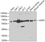 UGDH Polyclonal Antibody