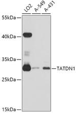 TATDN1 Polyclonal Antibody