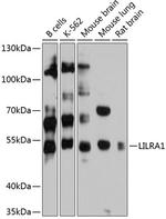 LILRA1 Polyclonal Antibody