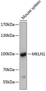 Muskelin Polyclonal Antibody