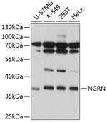 NGRN Polyclonal Antibody