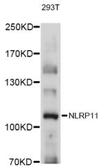 NALP11 Polyclonal Antibody