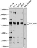 PDCD7 Polyclonal Antibody