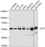 TCP1 eta Polyclonal Antibody