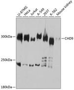 CHD9 Antibody in Western Blot (WB)