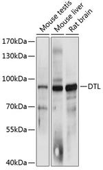DTL Polyclonal Antibody