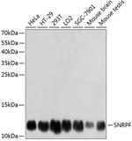 SNRPF Antibody in Western Blot (WB)