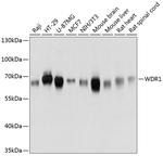 WDR1 Polyclonal Antibody