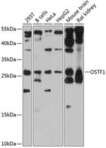 OSTF1 Antibody in Western Blot (WB)