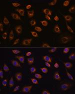 CDH11 Polyclonal Antibody