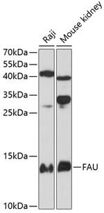 FAU Polyclonal Antibody