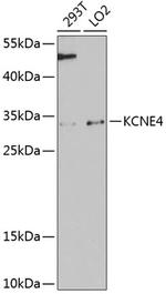 KCNE4 Polyclonal Antibody