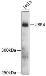 UBR4 Polyclonal Antibody