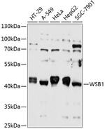 WSB1 Polyclonal Antibody