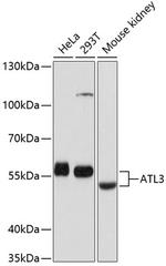 ATL3 Polyclonal Antibody