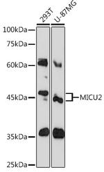 EFHA1 Polyclonal Antibody