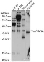 CLEC1A Antibody in Western Blot (WB)