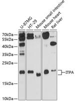 ITPA Polyclonal Antibody