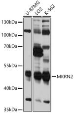 MKRN2 Polyclonal Antibody