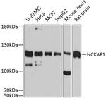 NCKAP1 Polyclonal Antibody