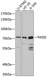 PADI2 Polyclonal Antibody