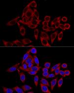 RRBP1 Antibody in Immunocytochemistry (ICC/IF)